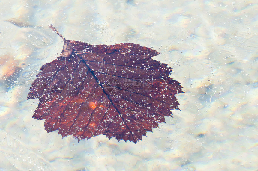 死亡的叶子在天体清冰中捕捉冻结水晶池塘图片