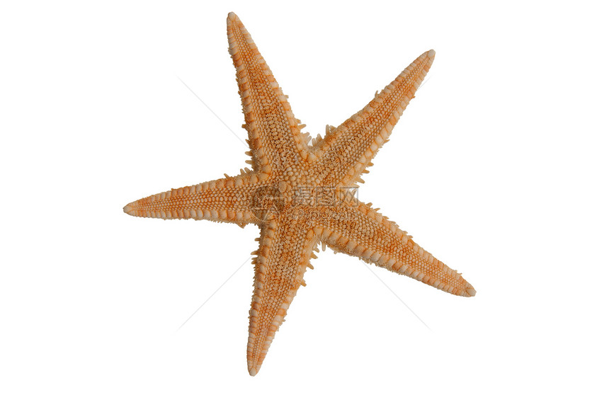 海星螺旋生活潜水浮潜动物生物海洋贝类贝壳蜗牛图片