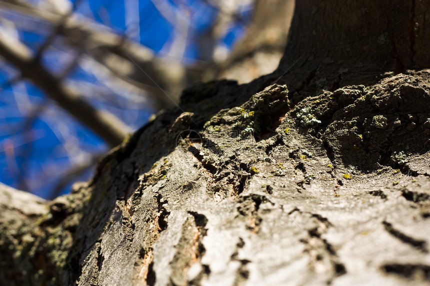 天空中的树木木头橡木叶子公园生长森林天气树干季节植物图片