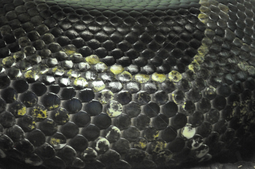 蛇皮动物爬虫动物园蜥蜴分支机构哺乳动物自然保护区图片