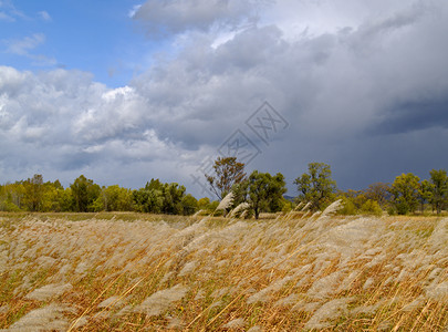 雨开始下雨了木头衬套甘蔗草地金子黄色休息天空背景图片