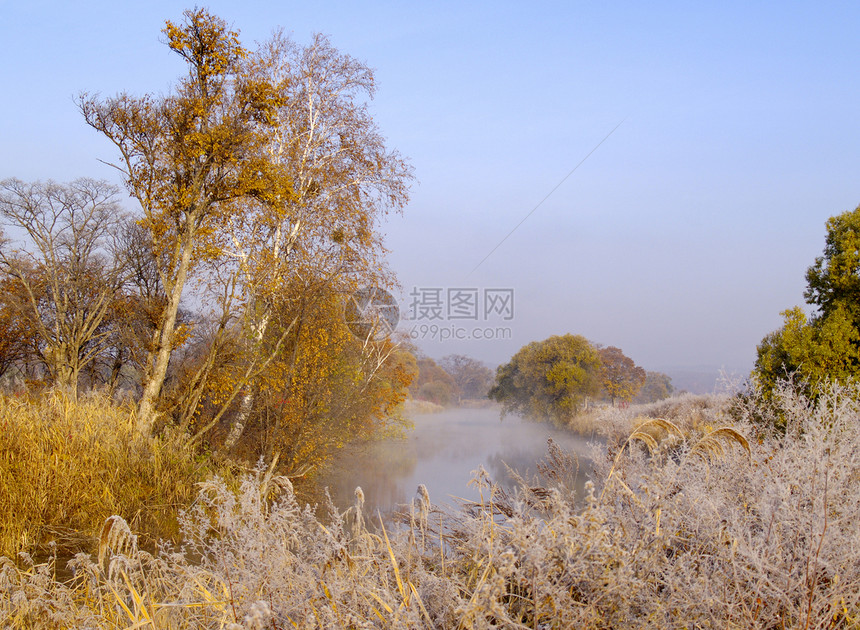 秋季上午芦苇红色叶子爬坡金子海岸橙子天气木头季节图片