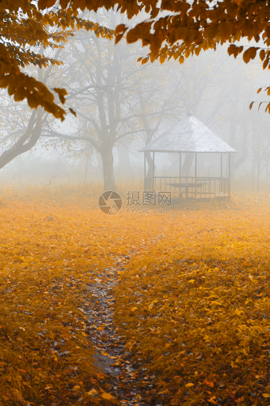 雾林中的夏令营大街天气沉思橙子金子场景季节别墅车道人行道图片