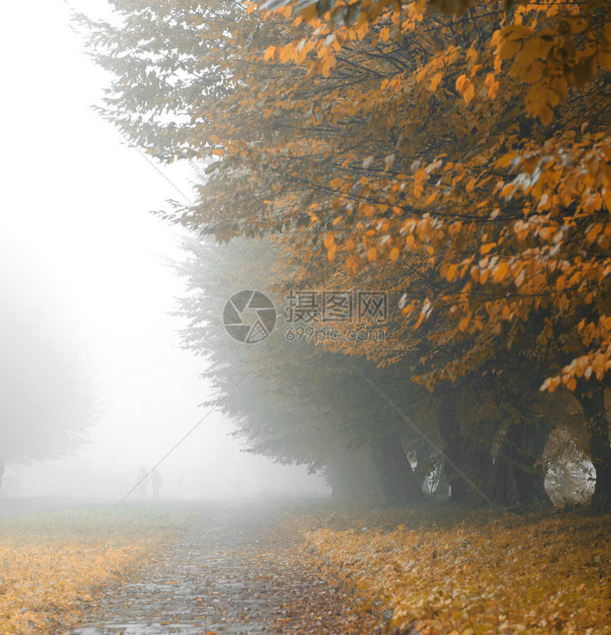 雾雾公园的巷小巷大街场景风景树木橙子薄雾人行道衬套沉思气候图片