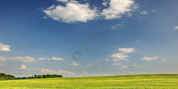 绿地和暗蓝天空农场植物牧场环境季节叶子土地蓝色自由草地背景图片