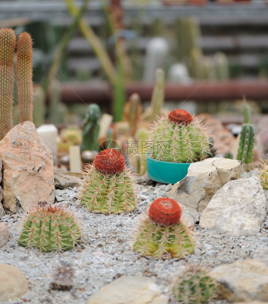 Cactus 设置器黄色衬套草本植物肉质石头宏观植物草本热带植物学图片