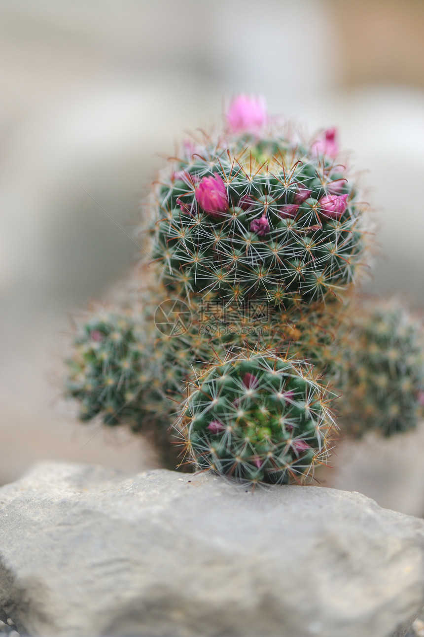 开花仙人掌草本美丽植物生长草本植物肉质叶子植物学衬套热带图片