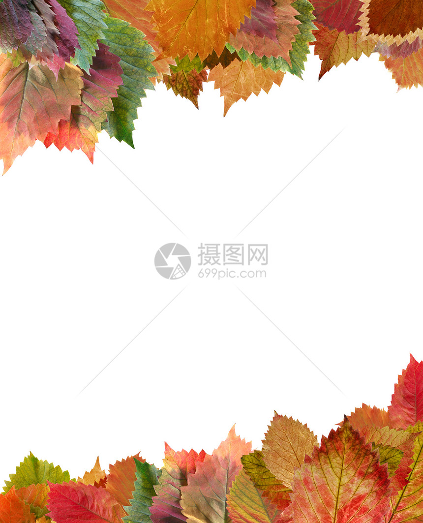 秋天假时的框架框架草本植物花园卡片装饰树叶森林照片文化风格橙子图片