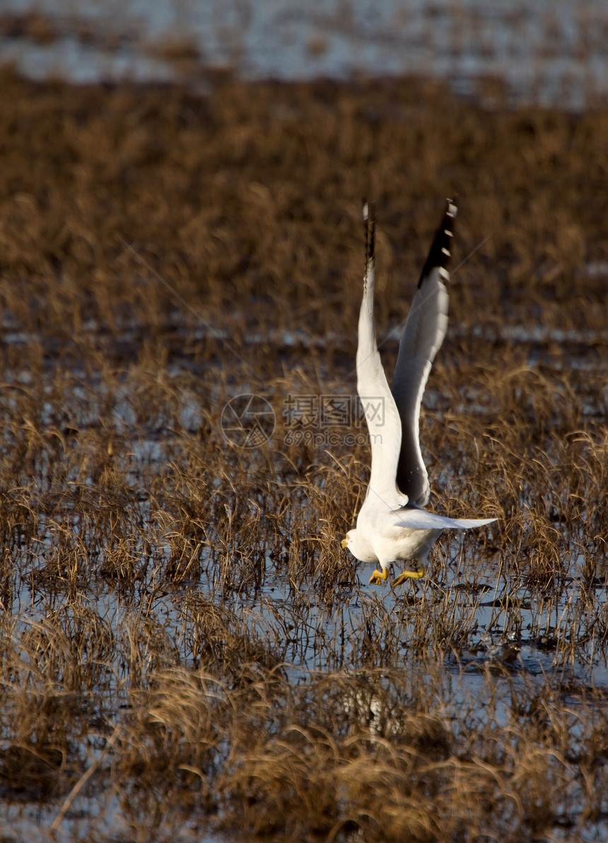 正在飞行的海鸥荒野天空白色鸟类动物蓝色翅膀野生动物图片