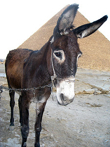 驴子金字塔动物系绳哺乳动物绿色沙漠灰色棕色背景图片