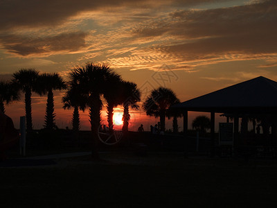 日落天空金子棕榈背景图片