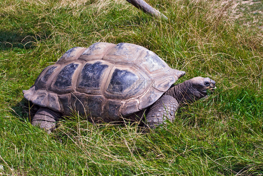 巨龟动物园爬虫绿色野生动物乌龟动物学生物学图片
