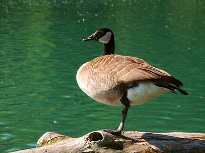 加拿大鹅布兰塔甘烷池塘生物水禽环境鸟类荒野公园野生动物动物学生态美国高清图片素材