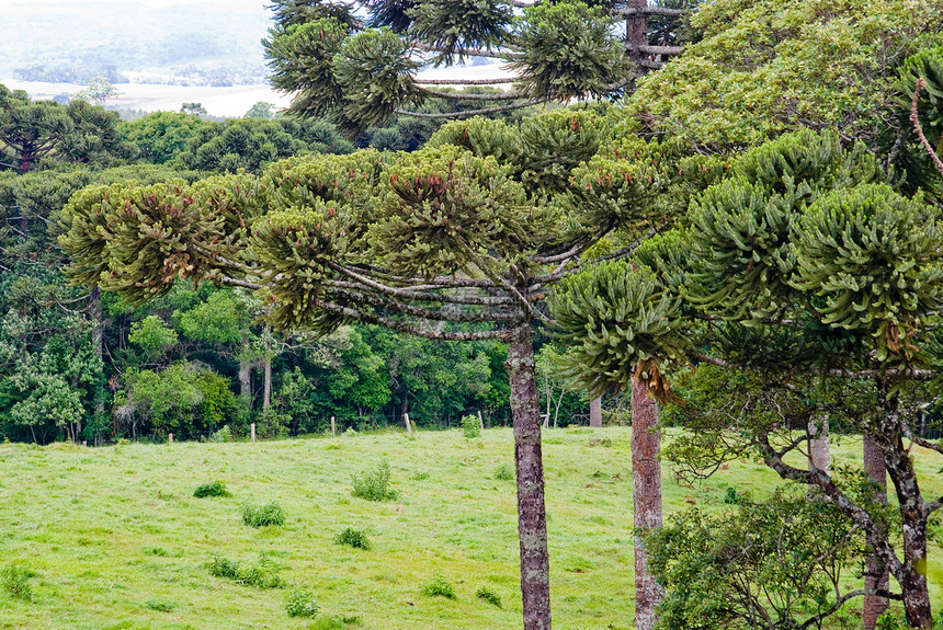 青松树濒危力量生物学森林林业松树荒野多样性沙枣石头图片