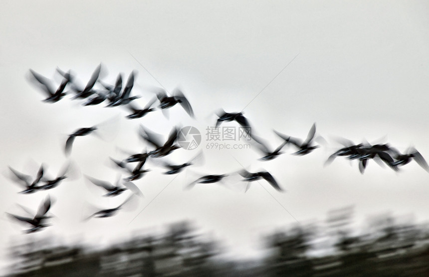闪亮粉红雪地鹅航班鸭子运动黑色动物迁移雪雁天空羽毛天气图片