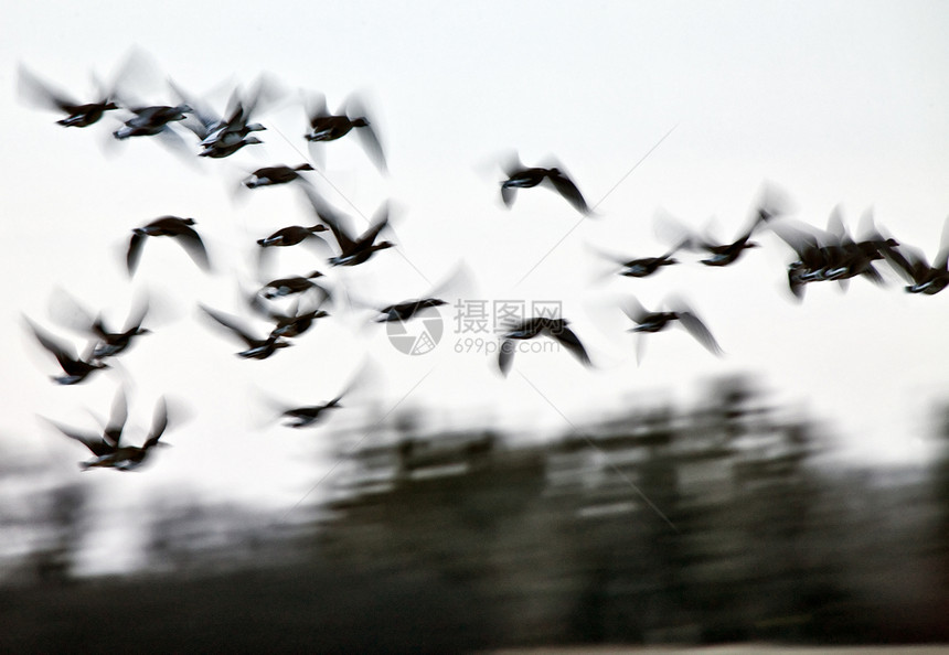 闪亮粉红雪地鹅团体天气野生动物雪雁黑色迁移鸭子荒野空气动物图片