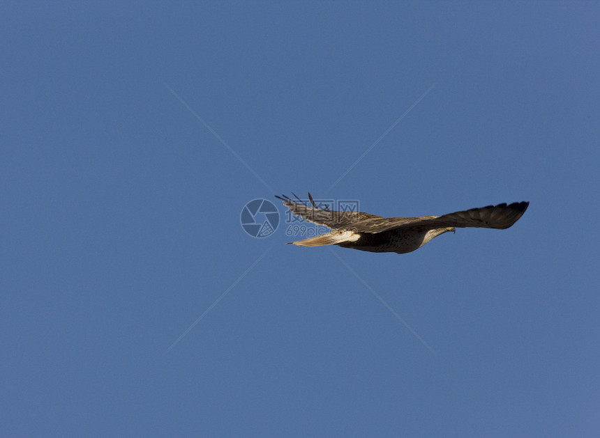 飞行中的红尾鹰野生动物尾巴荒野猎人棕色鸟类黄色羽毛猎物动物图片