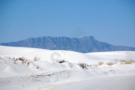 白色沙沙路植物植物群叶子白色背景图片