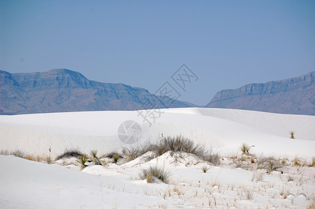 白沙叶子白色植物植物群背景图片