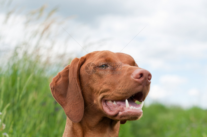 Vizsla Dog匈牙利指针犬类宠物场地图片