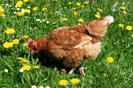 汉内农家院羽毛小鸡公鸡环境动物鸟类农业母鸡农场高清图片