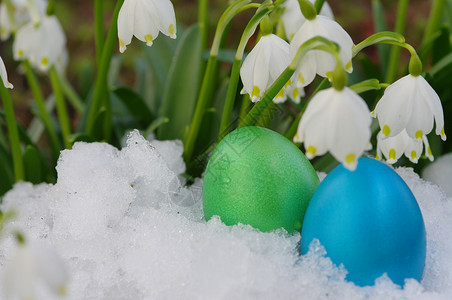 雪花莲上彩蛋自然复活节彩蛋高清图片