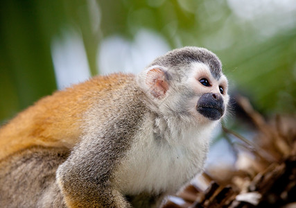 松猴野生动物动物猴子灵长类背景图片