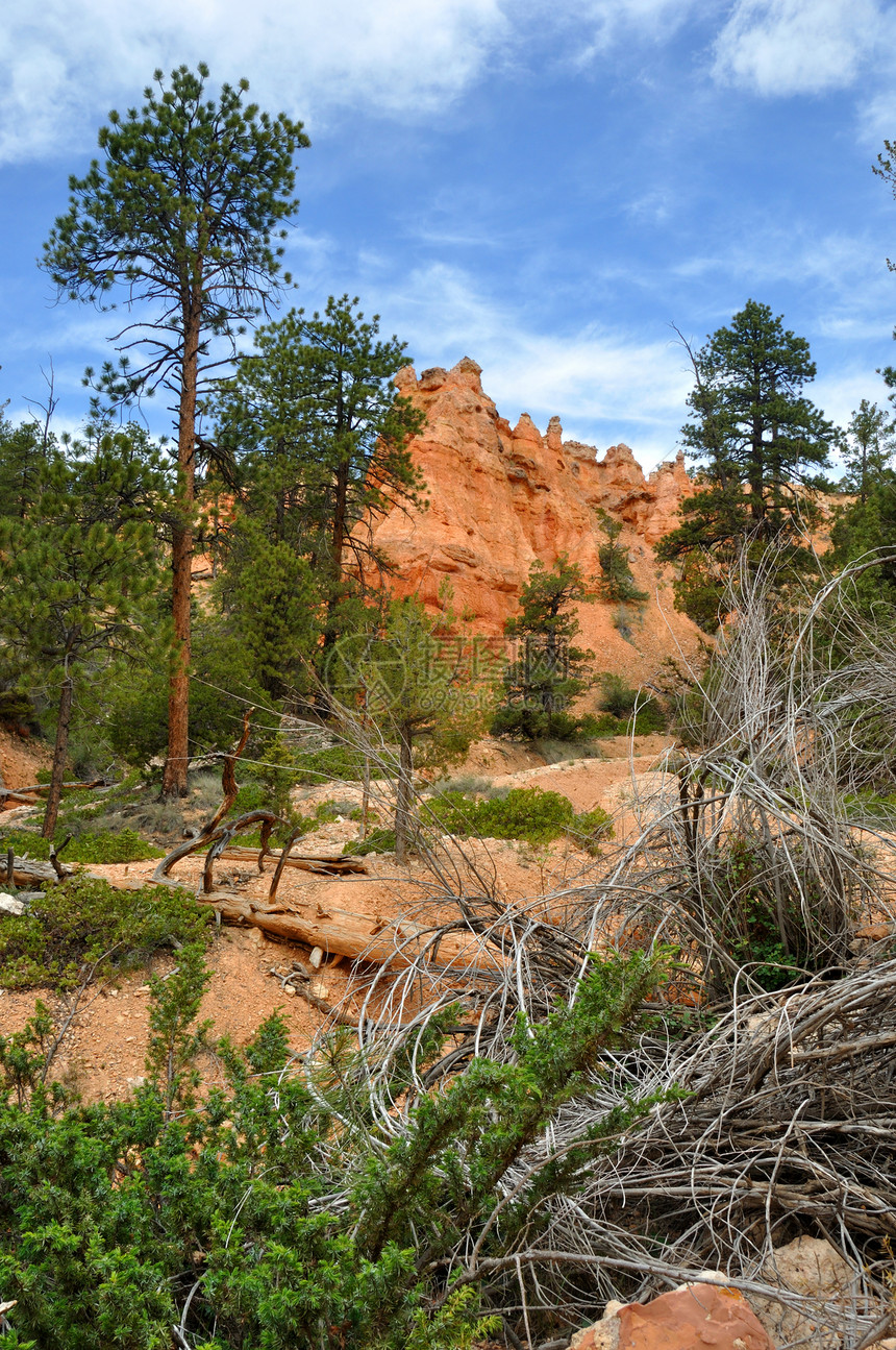 国家公园砂岩红色地质学绿色树叶侵蚀尖塔岩石松树石头图片