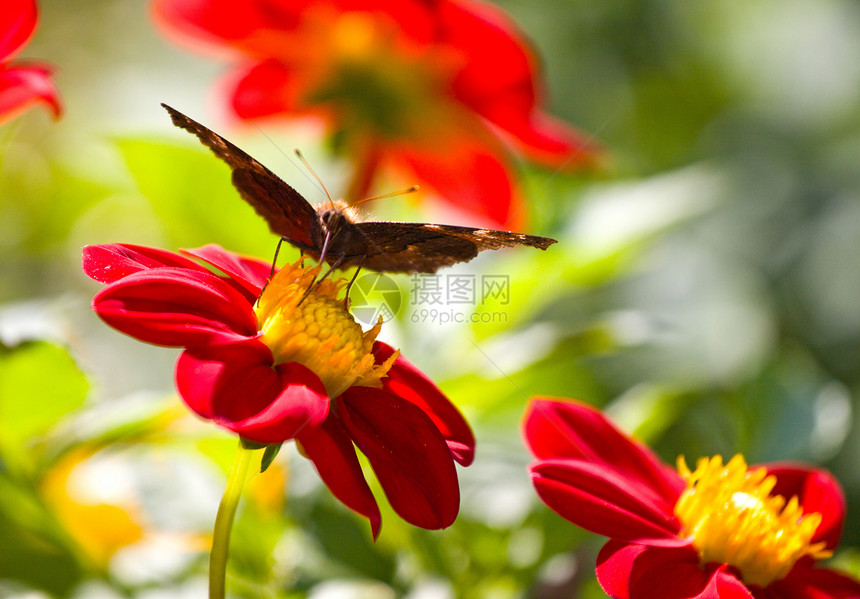 花朵上的蝴蝶植物植物群花瓣生活翅膀昆虫季节花园孔雀晴天图片