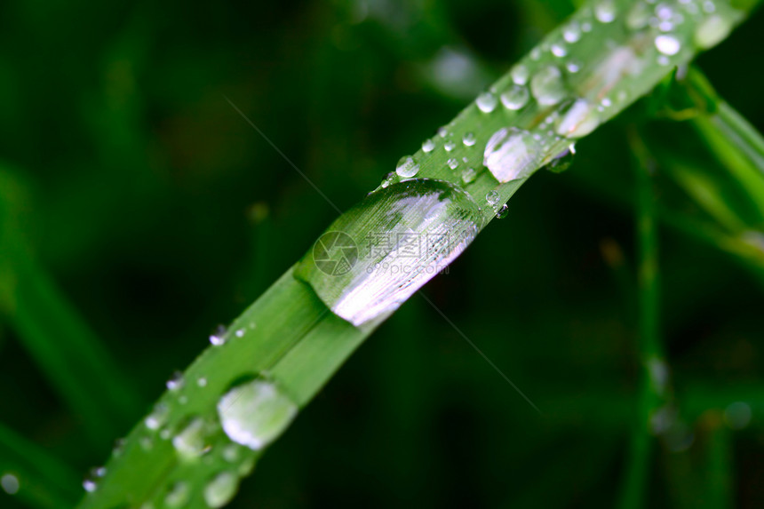 草宏观绿色植物叶子液体雨滴环境水滴生长白色反射图片