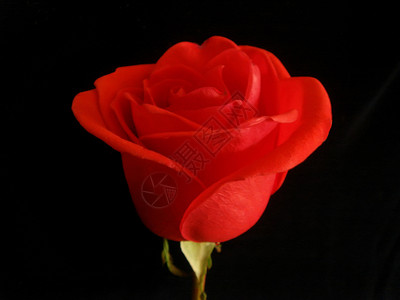美丽的红玫瑰花头浪漫玫瑰色香味叶子庆典花瓣红色概念花园背景图片