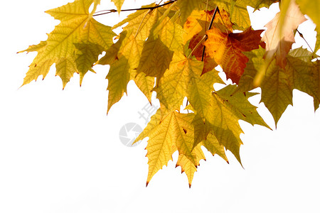 植物 树 中国阳伞树叶肤色梧桐季节宏观调控特征作品本赛季红色黄色叶子背景图片