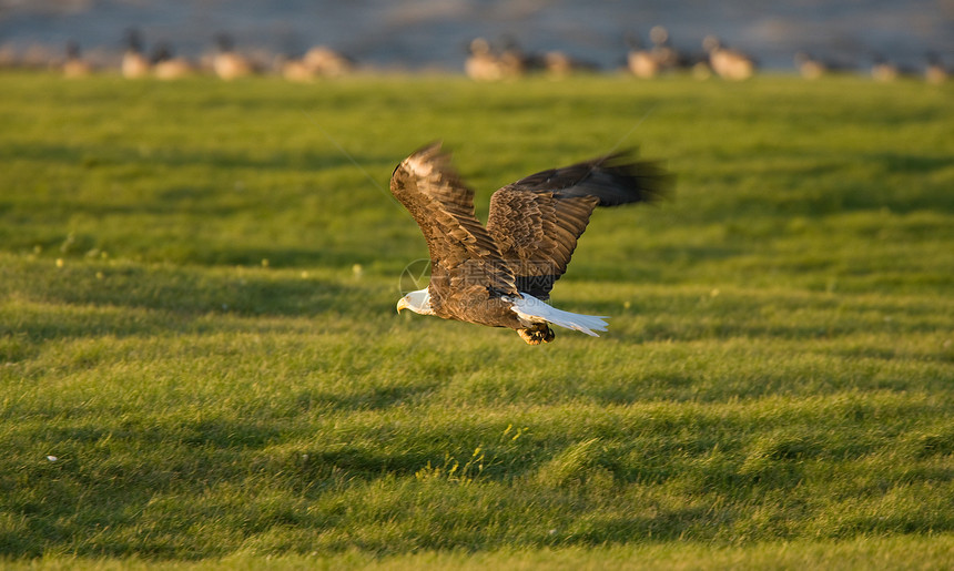 Hecla岛马尼托巴的Bald Eagle天空羽毛翅膀自由捕食者猎物动物航班鸟类旅行图片