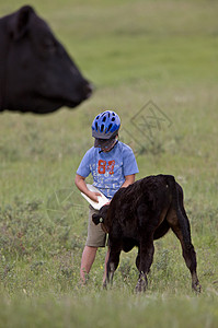 坐奶牛上男孩男孩喂养幼牛背景
