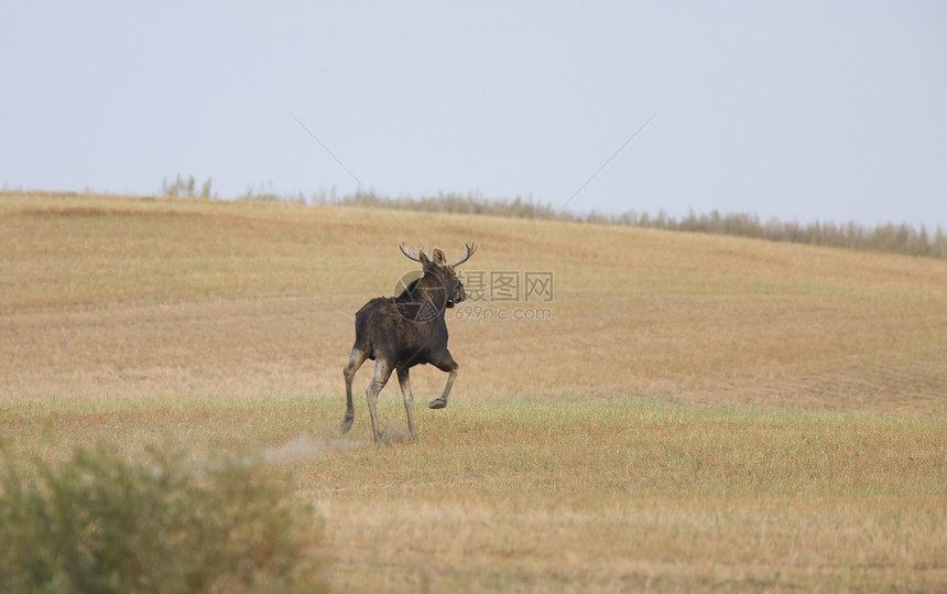 在野外奔跑的牛驼鹿图片