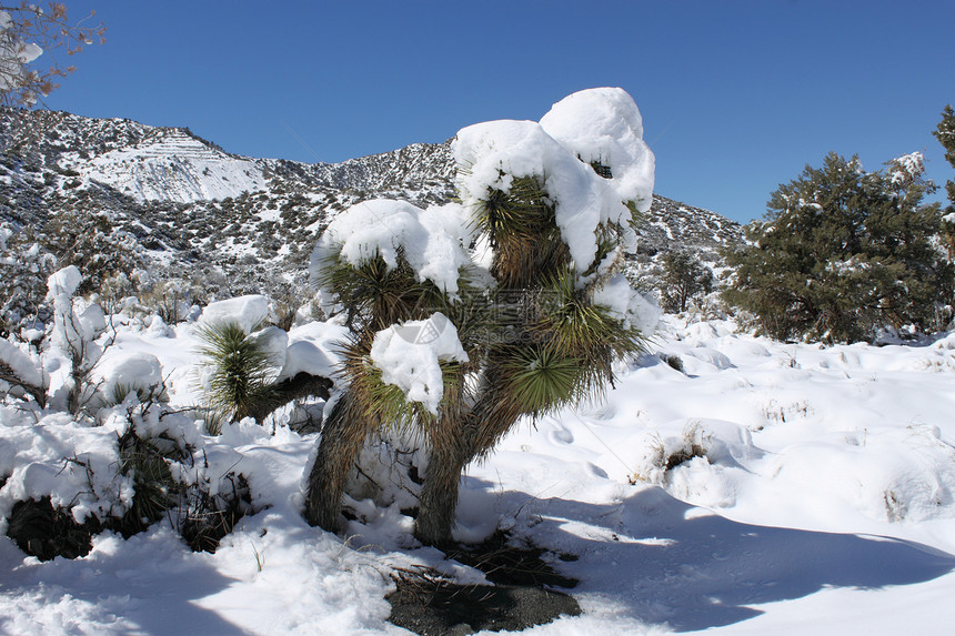 雪中的约书亚树积雪度假滑雪单板寒假胜地雪景雪山图片