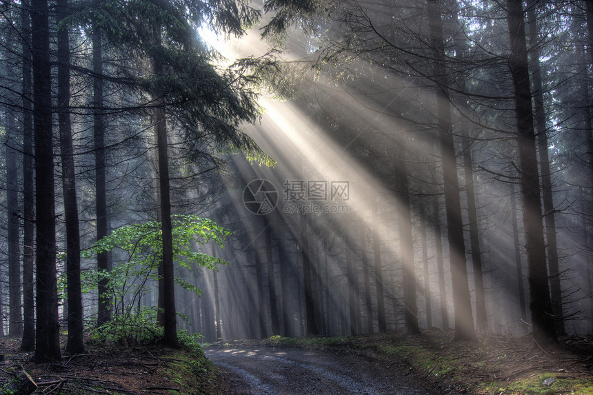 上帝束  雾中的昏暗的森林小路阳光风景天气孤独寒冷针叶薄雾光线太阳图片