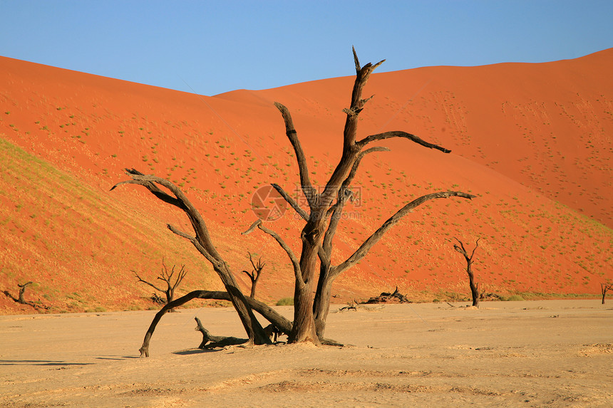 索苏夫莱的死树天空沙丘分支机构水平红色岩石干旱荒野纳米布生态图片
