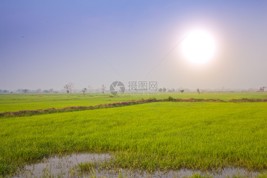 稻田和太阳金子生长草地热带种植园食物农场文化粮食培育图片