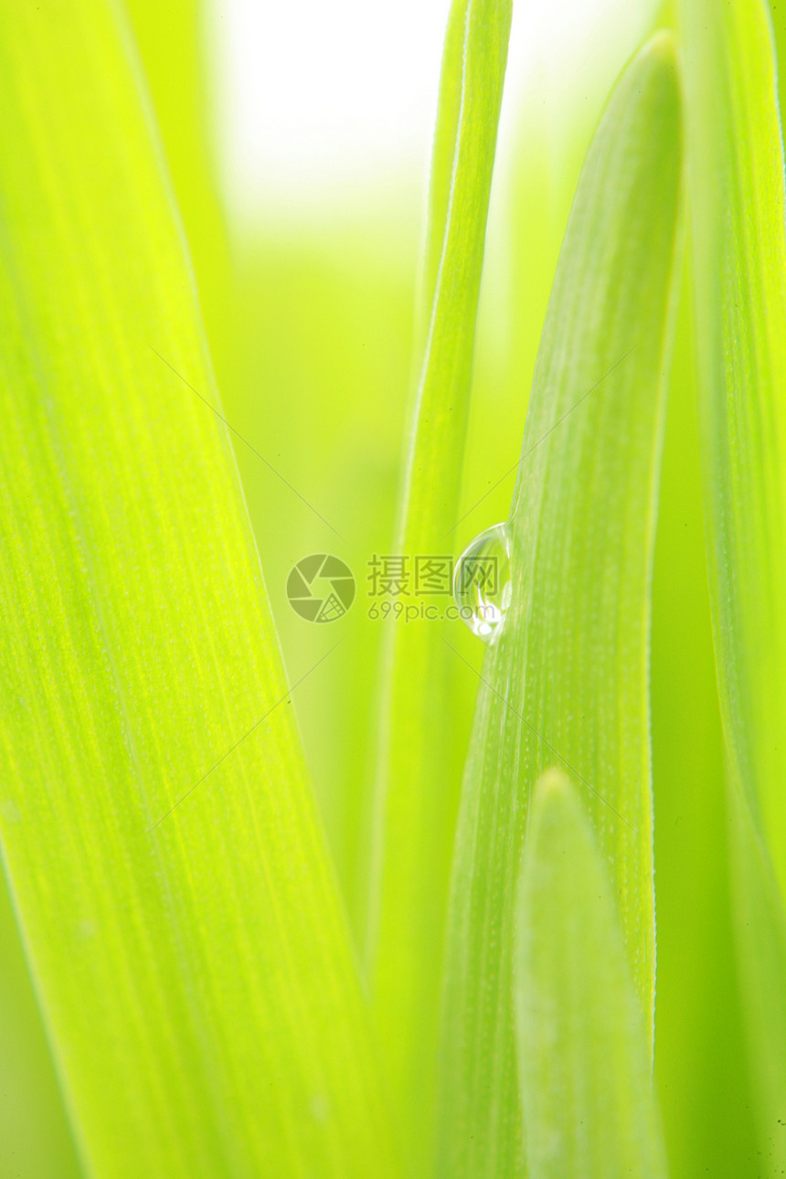 格拉数花园快乐地面宏观蓝色牧场国家植物风景草地图片