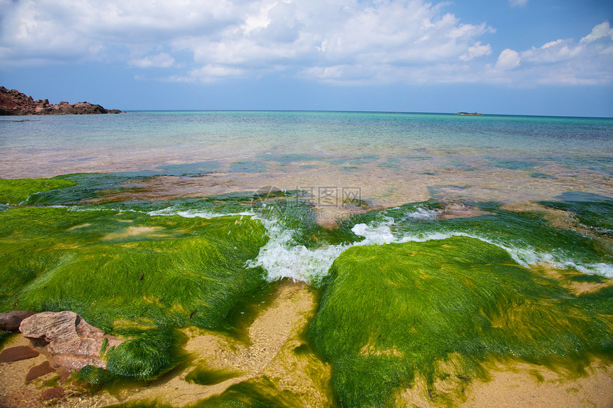 海藻和海洋地平线图片
