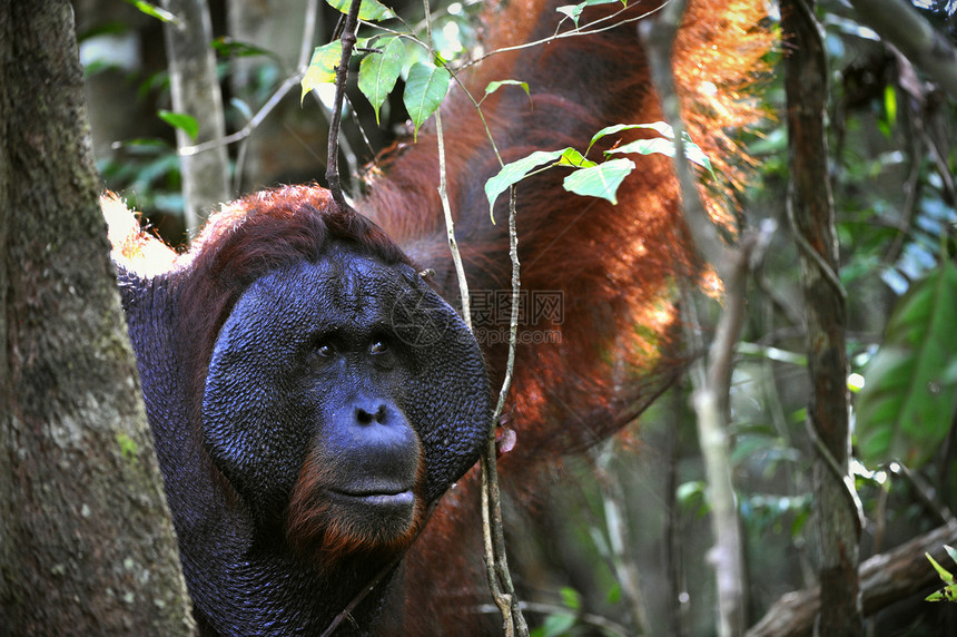 奥兰古坦的成年男性灵长类丛林哺乳动物人科雨林红褐色野生动物荒野成人猿猴图片