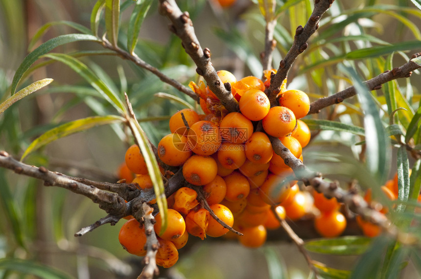 浆果收成树叶药品叶子橙子红色食物花园木头绿色图片