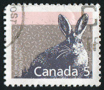 兔子邮票邮票兔子荒野毛皮哺乳动物邮戳信封明信片海豹集邮古董背景