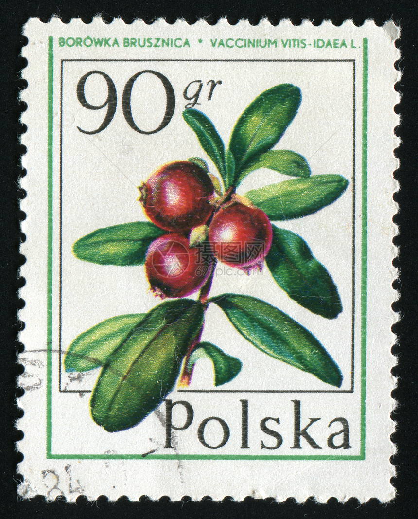 标记 M邮资信封浆果叶子邮件食物邮票水果邮政卡片图片