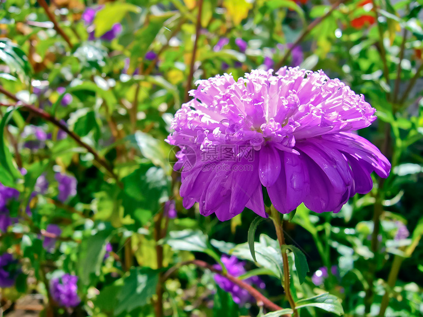 Astra  喀里支胡斯中国人生态季节性日光树叶花瓣水螅紫色花园植物群宏观图片