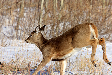 雪鹿冬季白尾鹿季节性季节野生动物动物荒野驯鹿毛皮白色游戏牛角背景