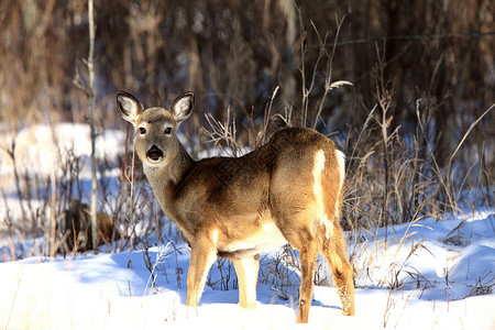雪鹿冬季白尾鹿动物驯鹿白色游戏毛皮季节性荒野哺乳动物牛角季节背景