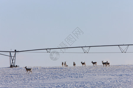 冬季白尾鹿荒野季节白色驯鹿季节性野生动物动物毛皮游戏哺乳动物背景图片