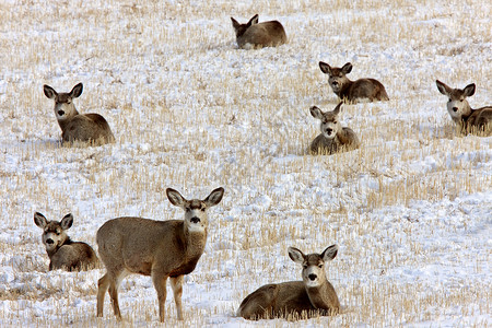 冬季白尾鹿白色季节哺乳动物动物毛皮野生动物季节性牛角驯鹿荒野背景图片